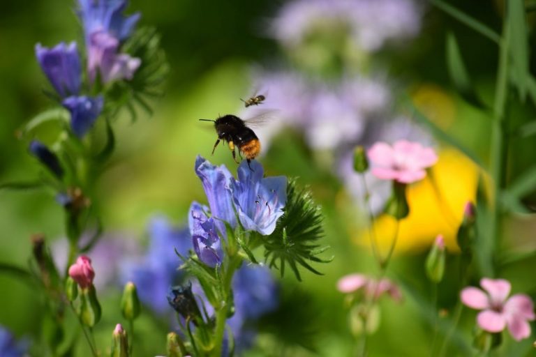 How To Grow A Bee Friendly Garden