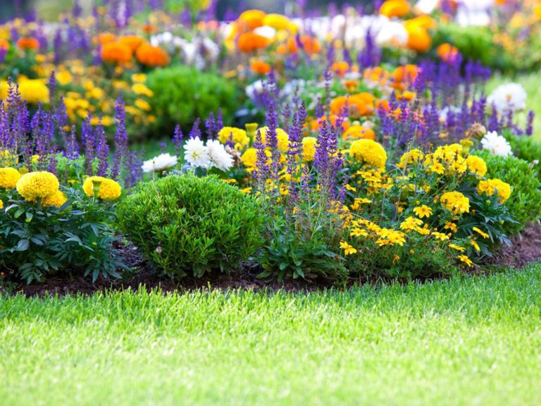 How to Plant Flowers: 10 Easy Steps for Beginners