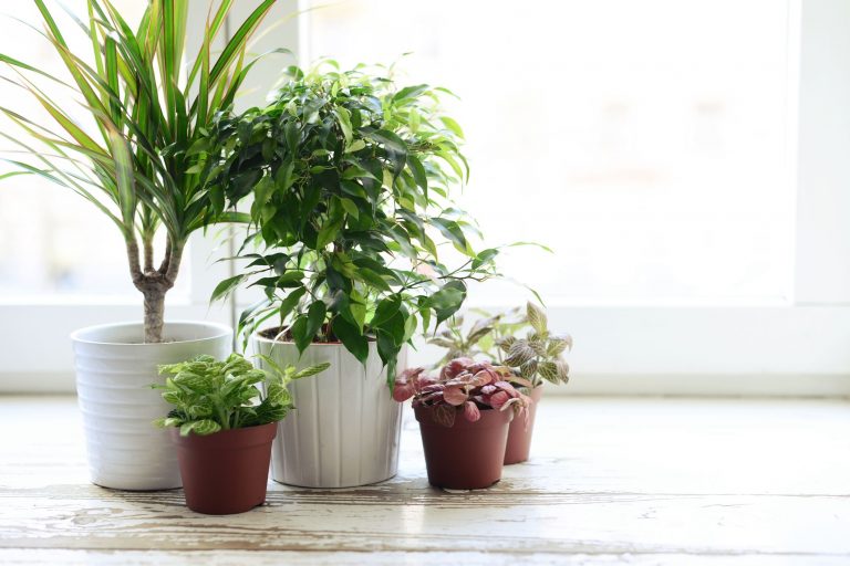 7 Best Fragrant Houseplants for Your Indoor Home
