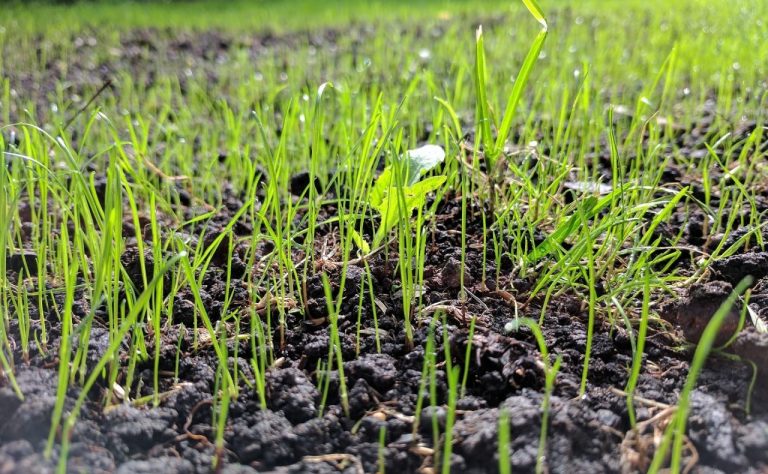 How to Plant Grass Seed in 5 Simple Steps