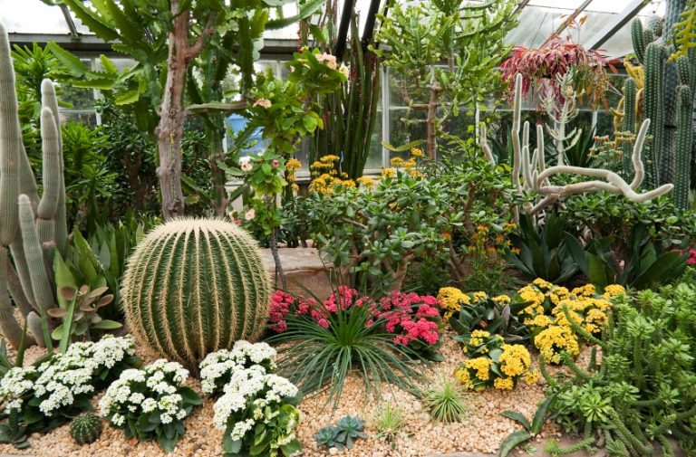 How To Grow A Drought Tolerant Garden