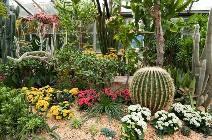 Grow A Drought Tolerant Garden