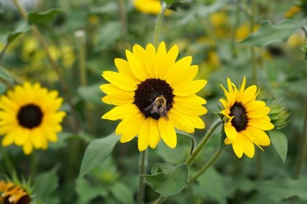 Which Plants Attract Bees