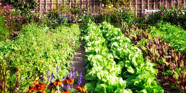 Grow an Organic Vegetable Garden