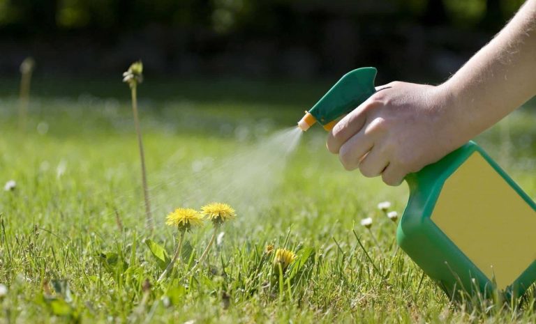 Weed Control Guide: How to Id and Kill Weeds