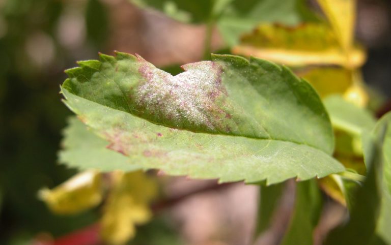 What You Need to Know About Powdery Mildew