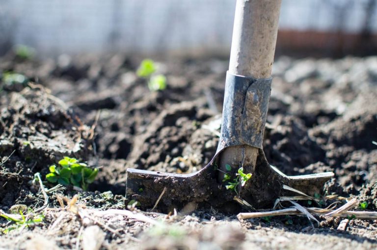 How To Start An Organic Vegetable Garden In Your Backyard