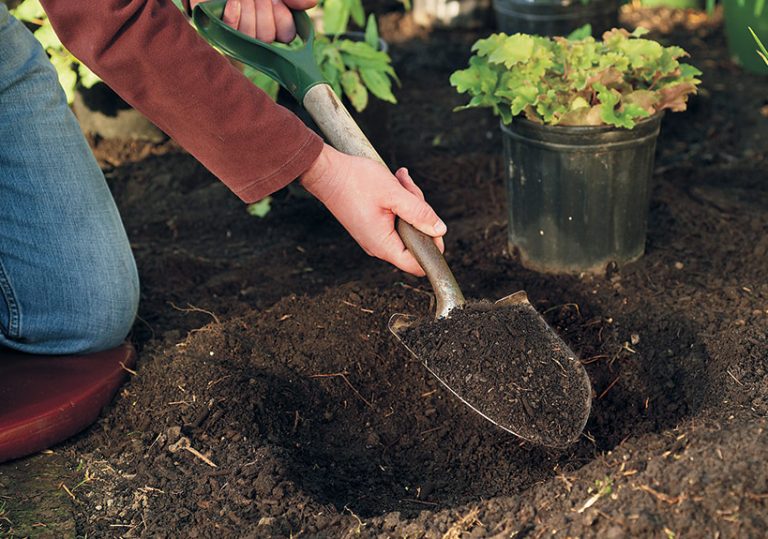 How to Plant Perennials in 8 Simple Steps