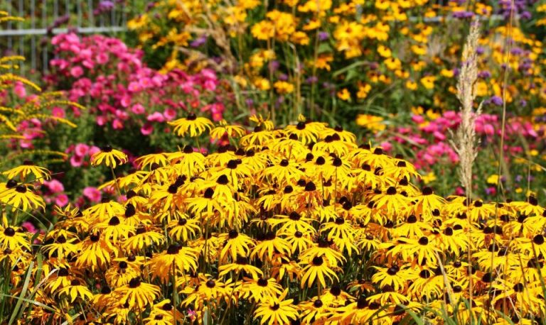 Tips for Maintaining your Fall Flowers