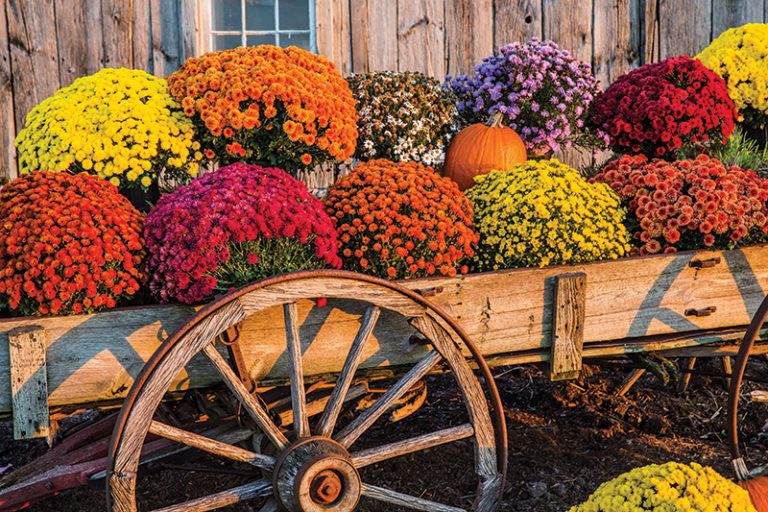 Mums Flowers: Your Fall Planting Guide