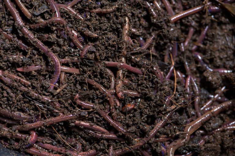 How to Make Vermicompost – Guide for Beginners