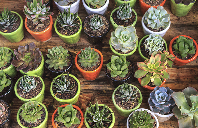 How to Care For Succulents: The Basics Tips